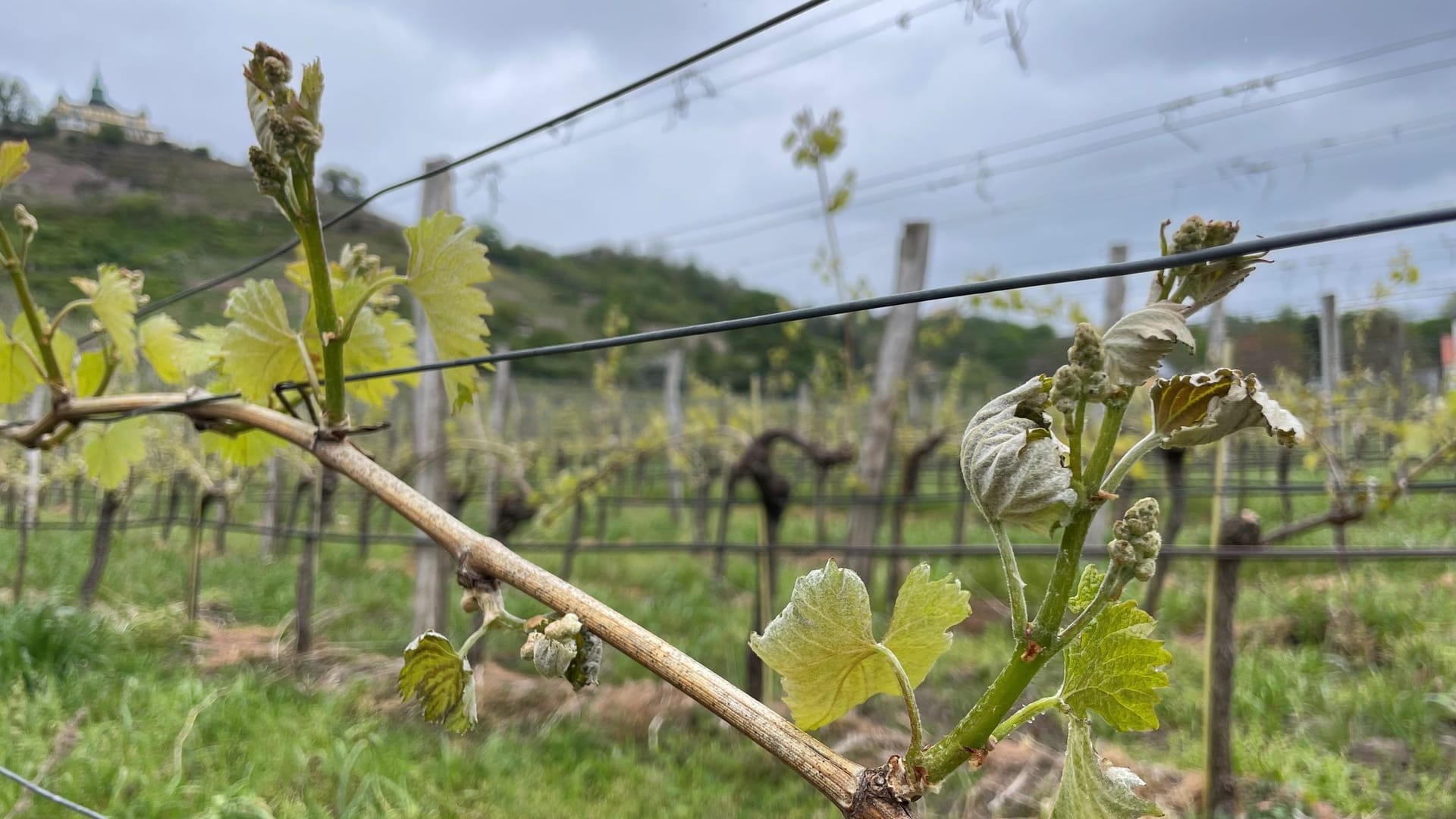 Erste Frostschäden an Weinreben in Sachsen