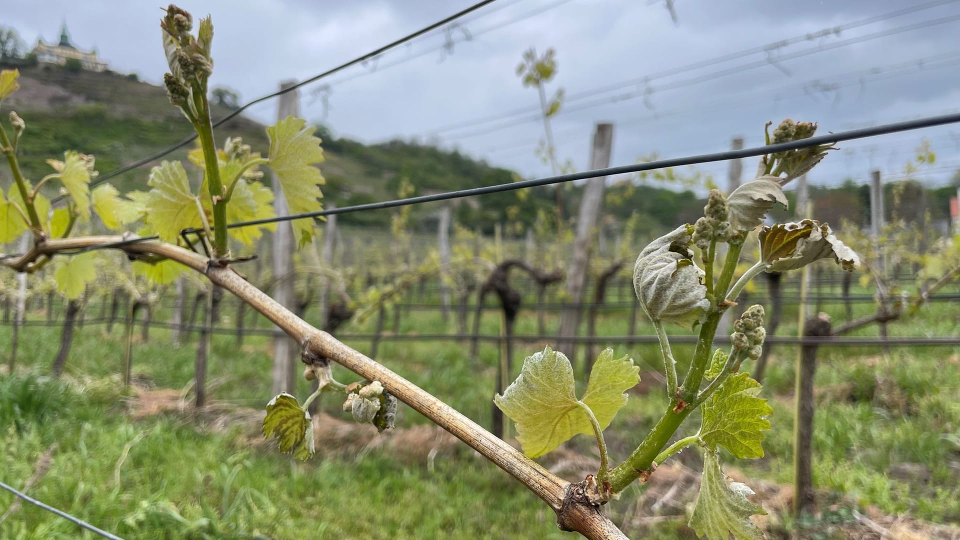 Erste Frostschäden an Weinreben in Sachsen