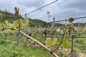 Erste Frostschäden an Weinreben in Sachsen