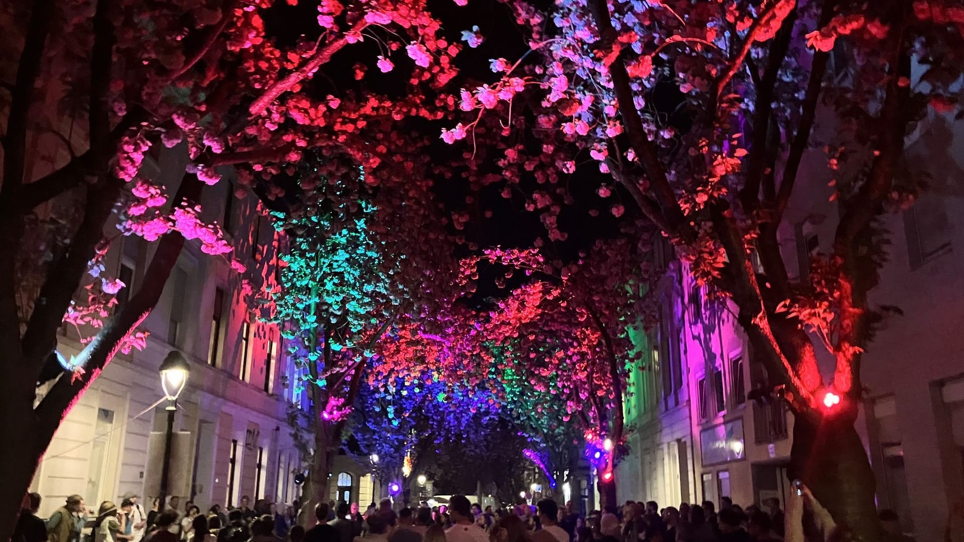 Kirschblüte in der Bonner Altstadt Kirschblüte in der Bonner Altstadt