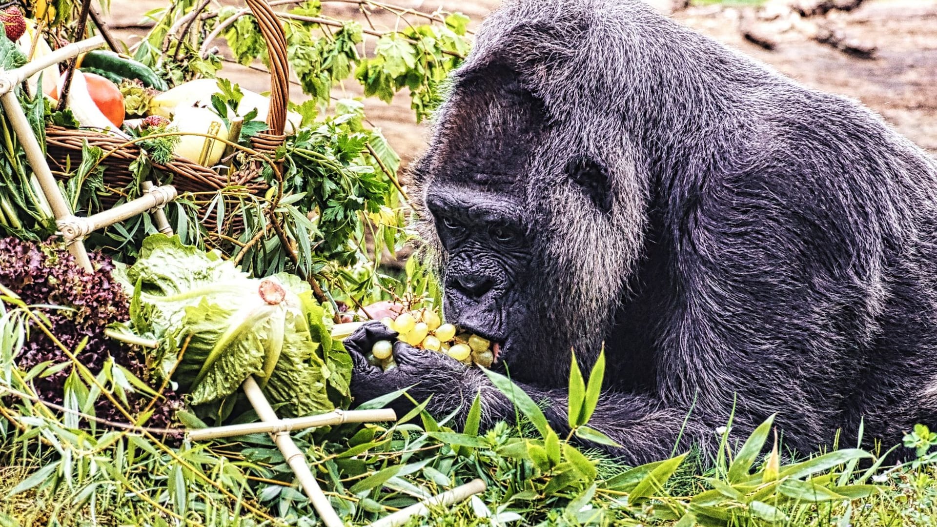 Gorilla Fatou feiert Geburtstag