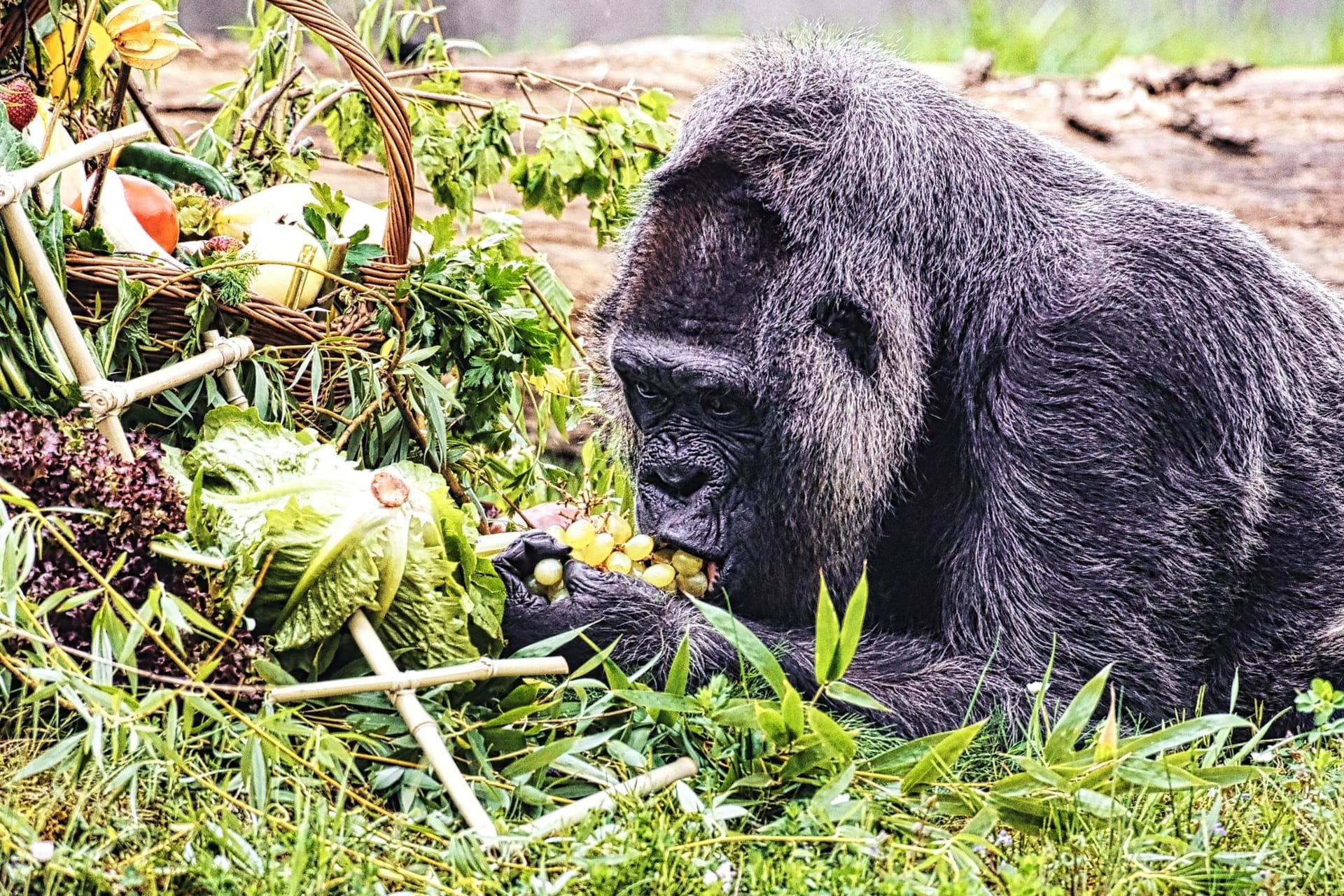 Gorilla Fatou feiert Geburtstag