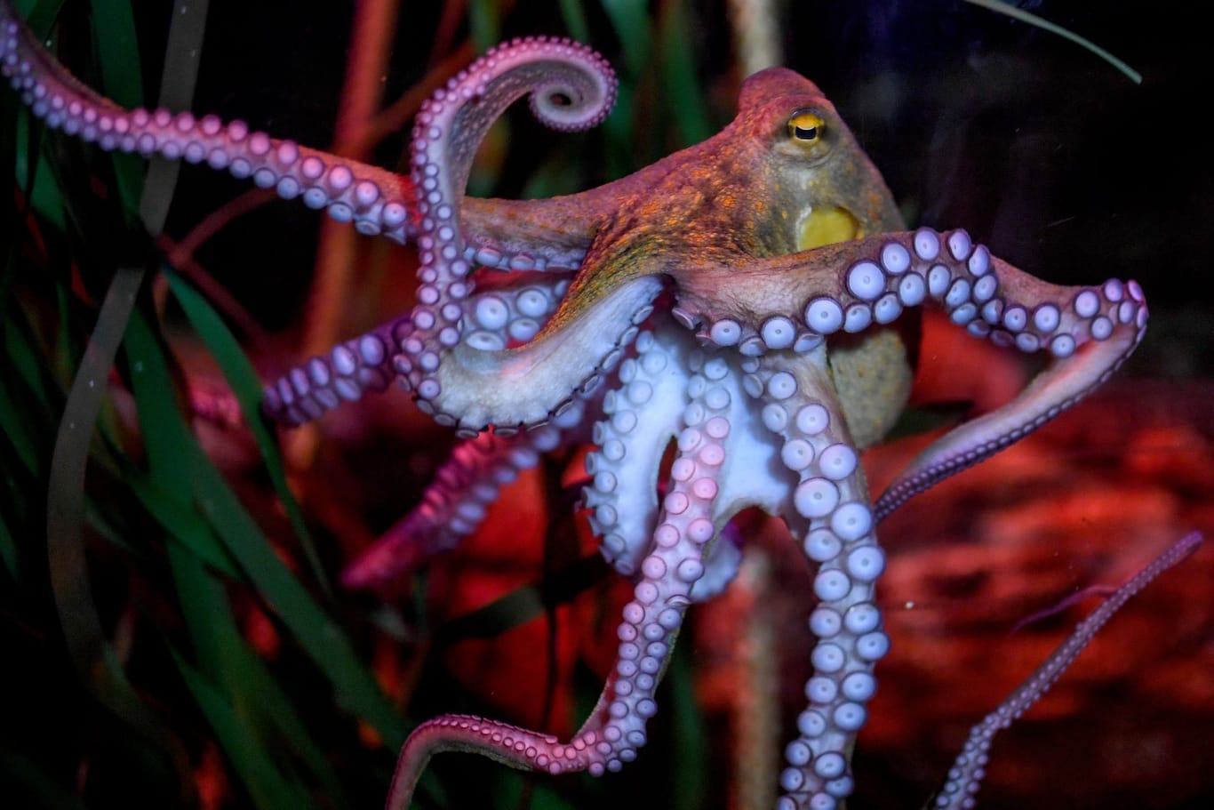 Oktopus