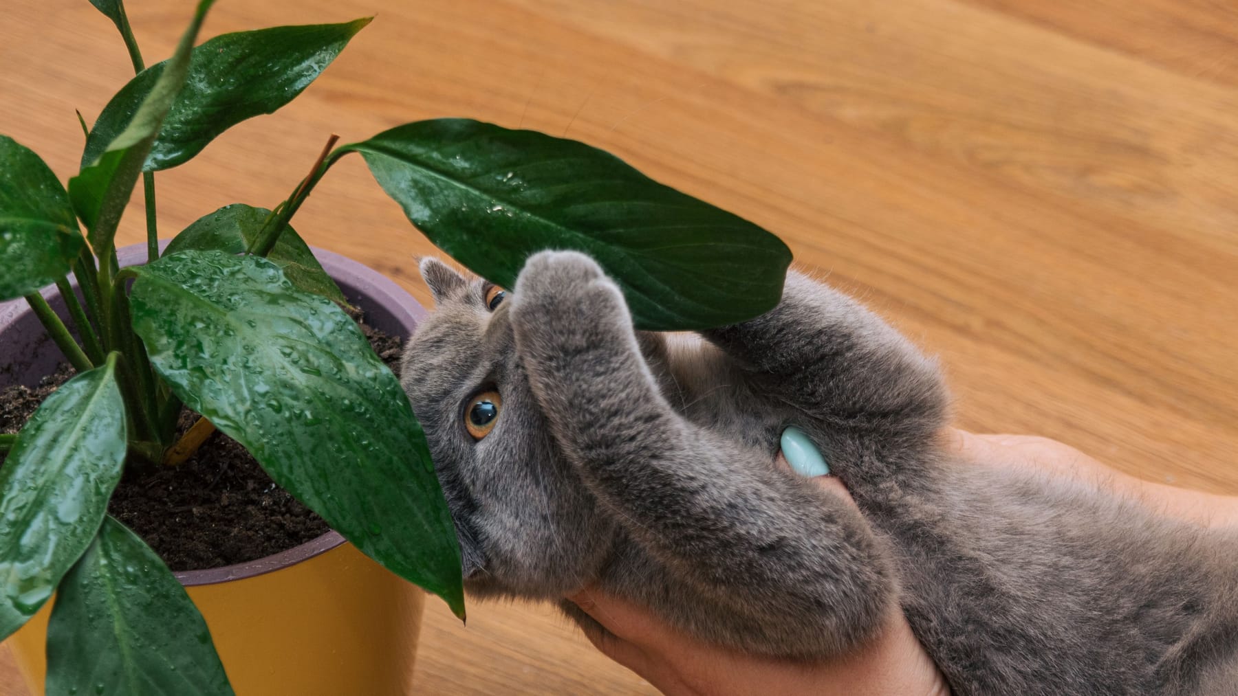 Ist Einblatt ist giftig für Katzen? Maßnahmen, die helfen