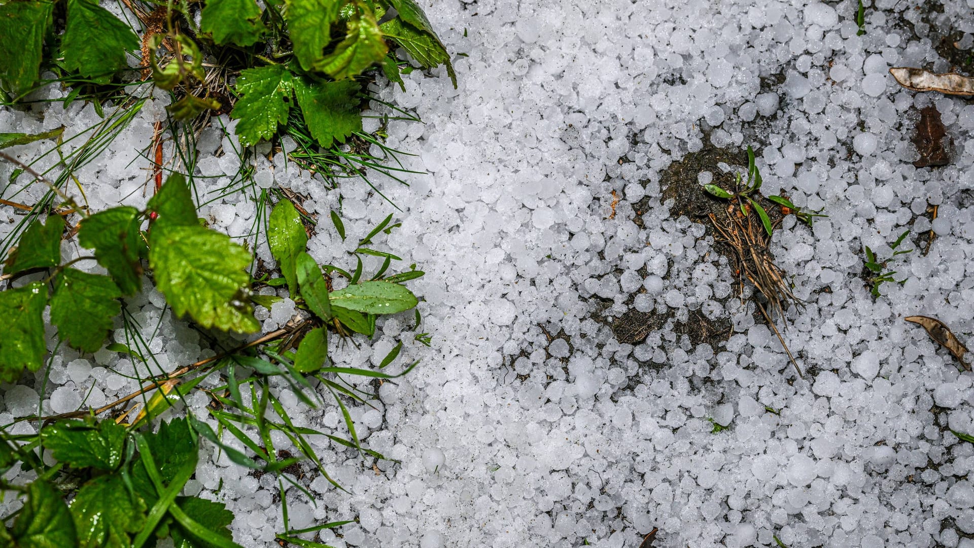 Durchhalten: Erst gibt es noch einmal Graupelschauer, aber am Wochenende wird es wieder frühlingshafter (Archivbild).