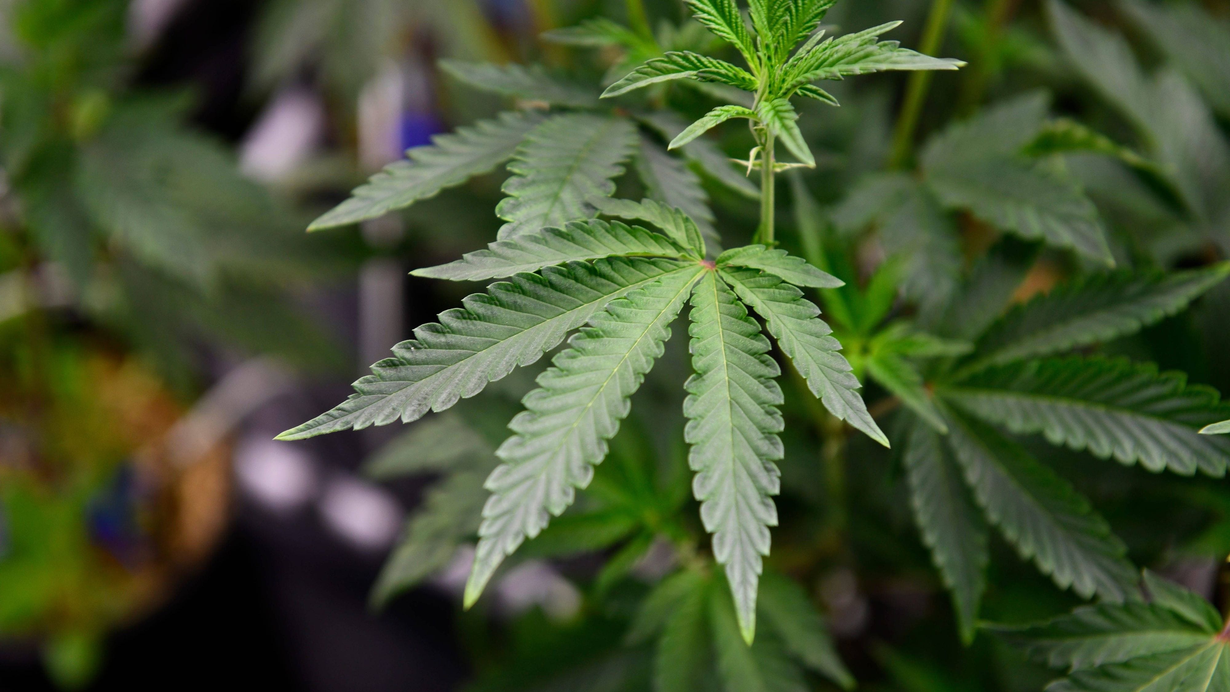 Cannabis: Bundesregierung will Gesetz wohl nachträglich verschärfen