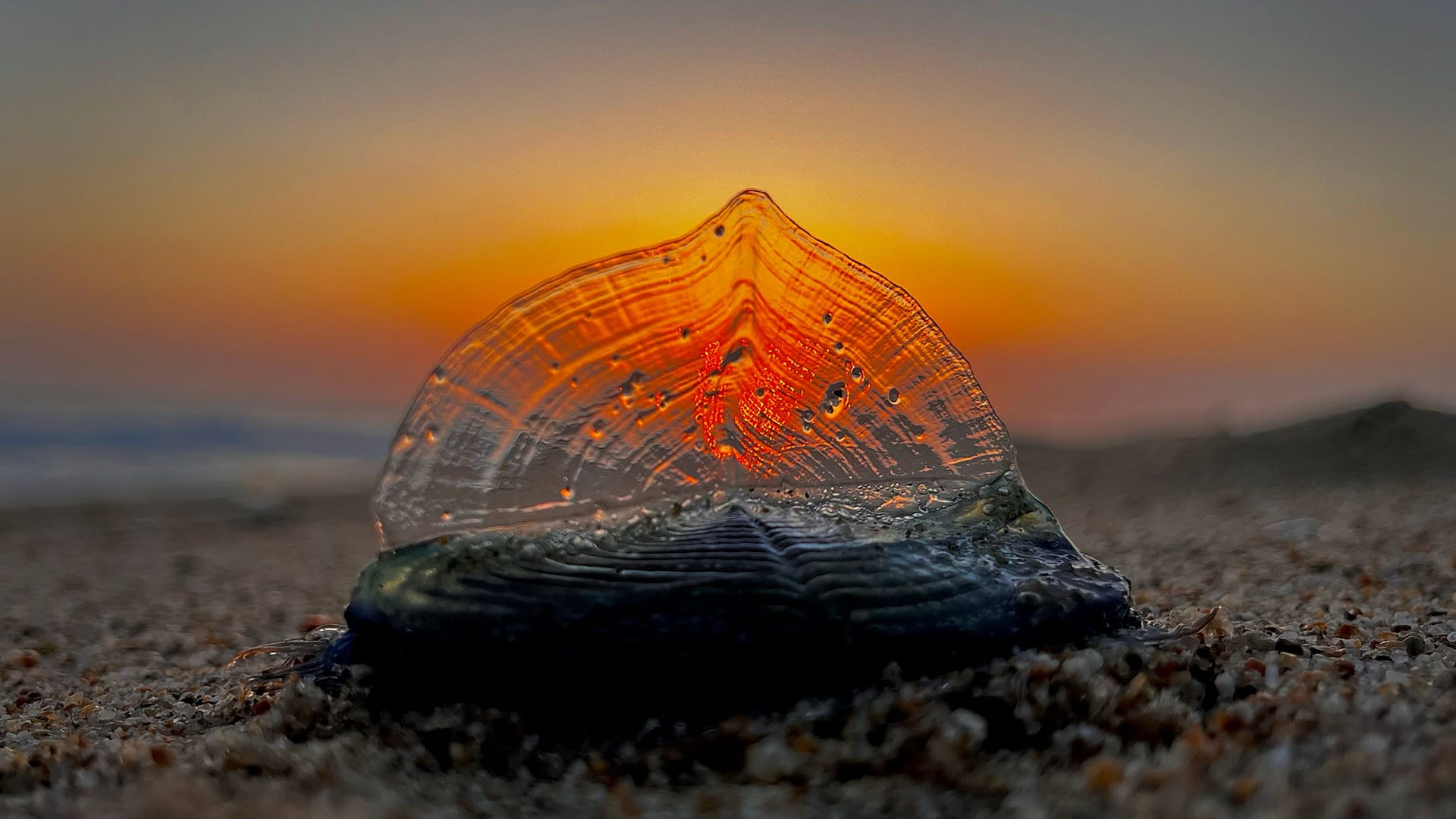 Eine Floßqualle am Strand von Huntington Beach, Kalifornien: Hobbyfotografen stürzen sich mit Neugier auf die angeschwemmten Tiere.