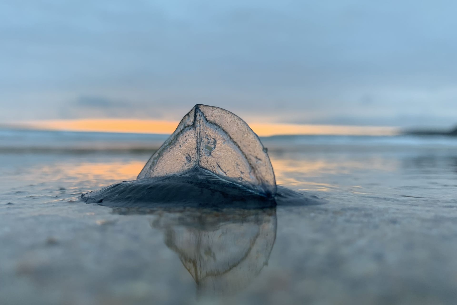 Eine Floßqualle (Velella Velella): Millionen Tiere werden derzeit an US-Ständen angespült.