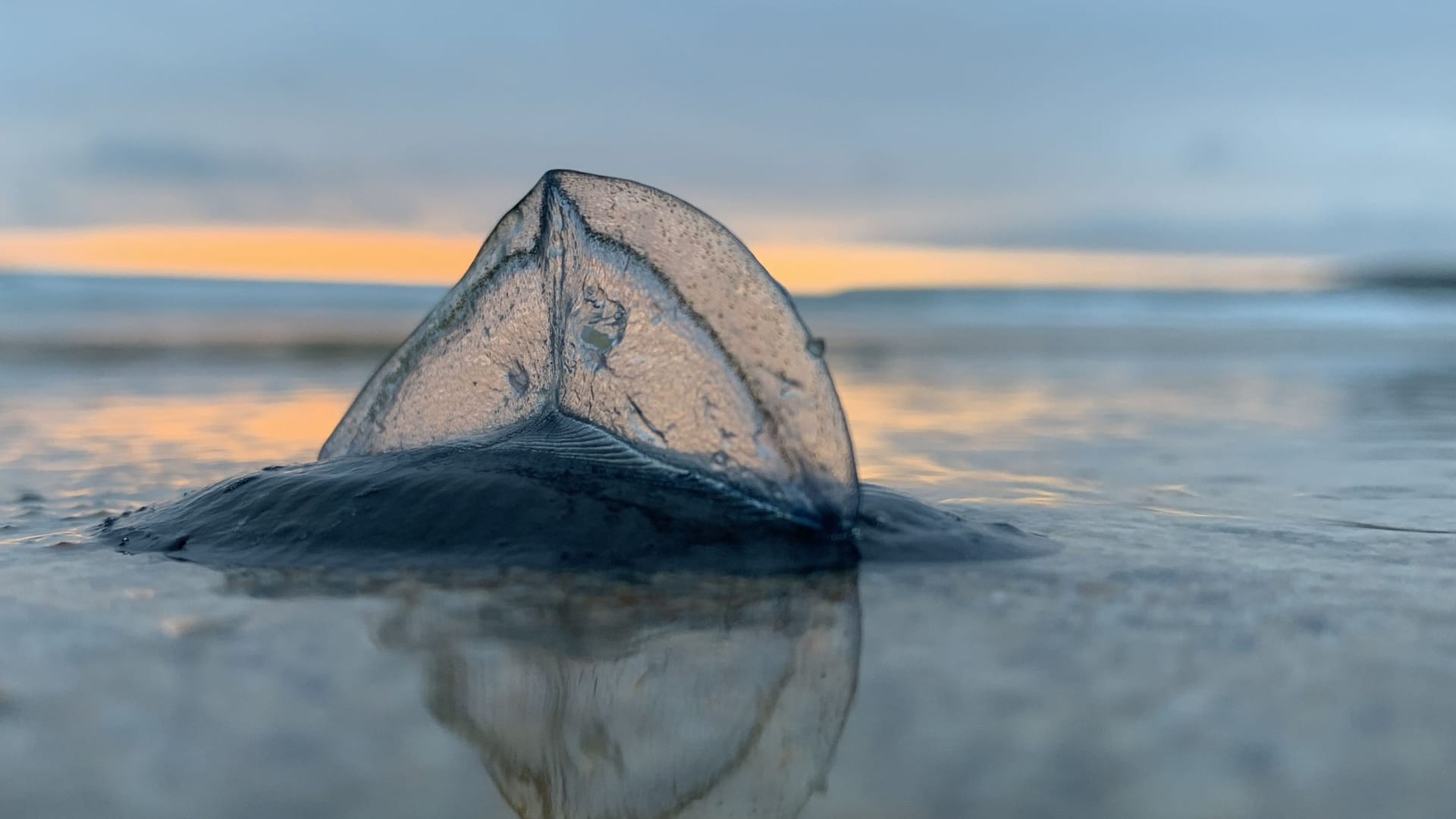 Eine Floßqualle (Velella Velella): Millionen Tiere werden derzeit an US-Ständen angespült.