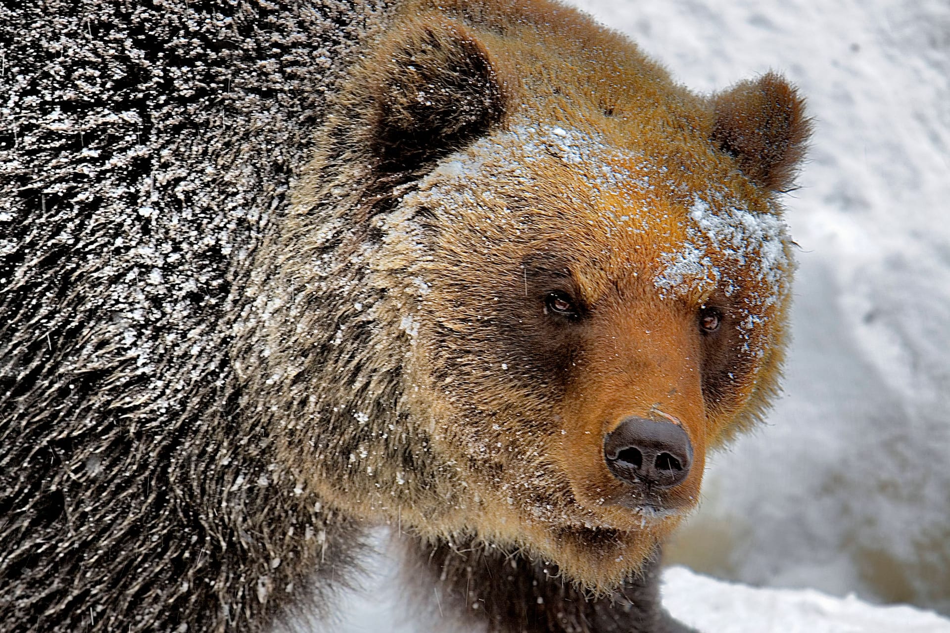 Braunbär in Japan (Archivbild): Der Mann zögerte nicht und trat zu.