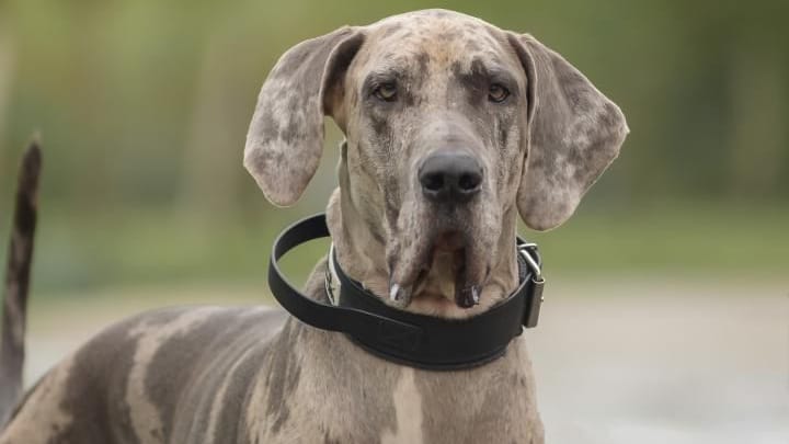 Baldor sucht ein neues Zuhause: Die Dogge wohnt seit März im Tierheim.