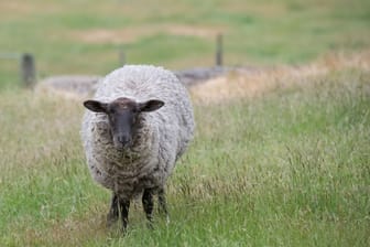 Ein Suffolk-Schaf (Symbolbild) erkennt man an seinem schwarzen Kopf und den schwarzen Beinen.