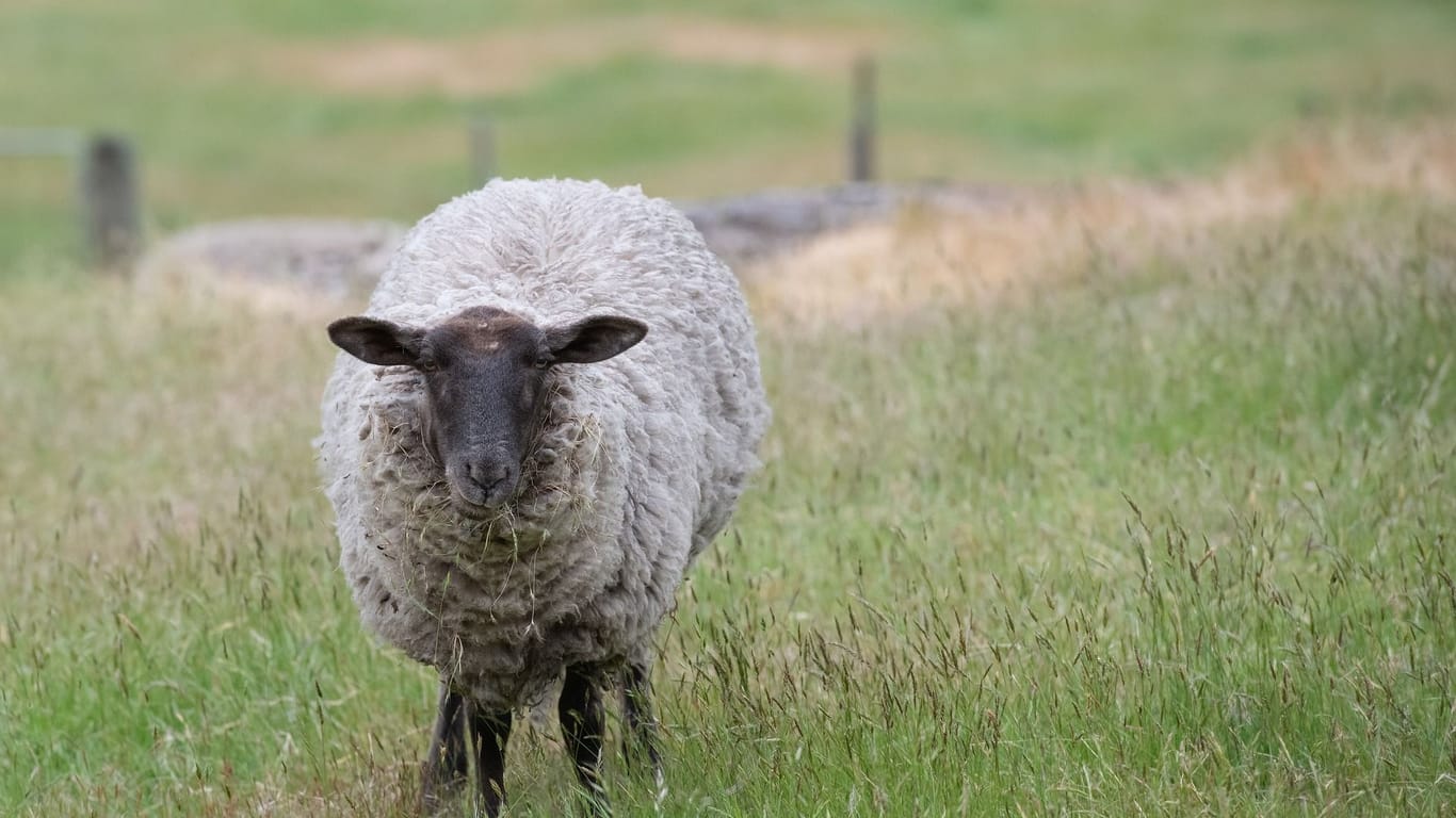 Ein Suffolk-Schaf (Symbolbild) erkennt man an seinem schwarzen Kopf und den schwarzen Beinen.