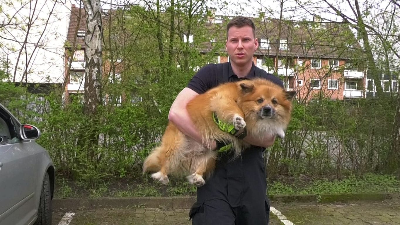 Hamburg: Feuerwehr rettet Hund aus überhitztem Auto – Halterin empört