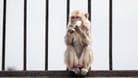 Ein Makaken-Affe (Symbolfoto): Laut Bremer Gesundheitsbehörde seien die Tiere "starken" Schmerzen ausgesetzt, Hirnforscher Kreiter spricht von "höchstens mittelgradigen" Belastungen.