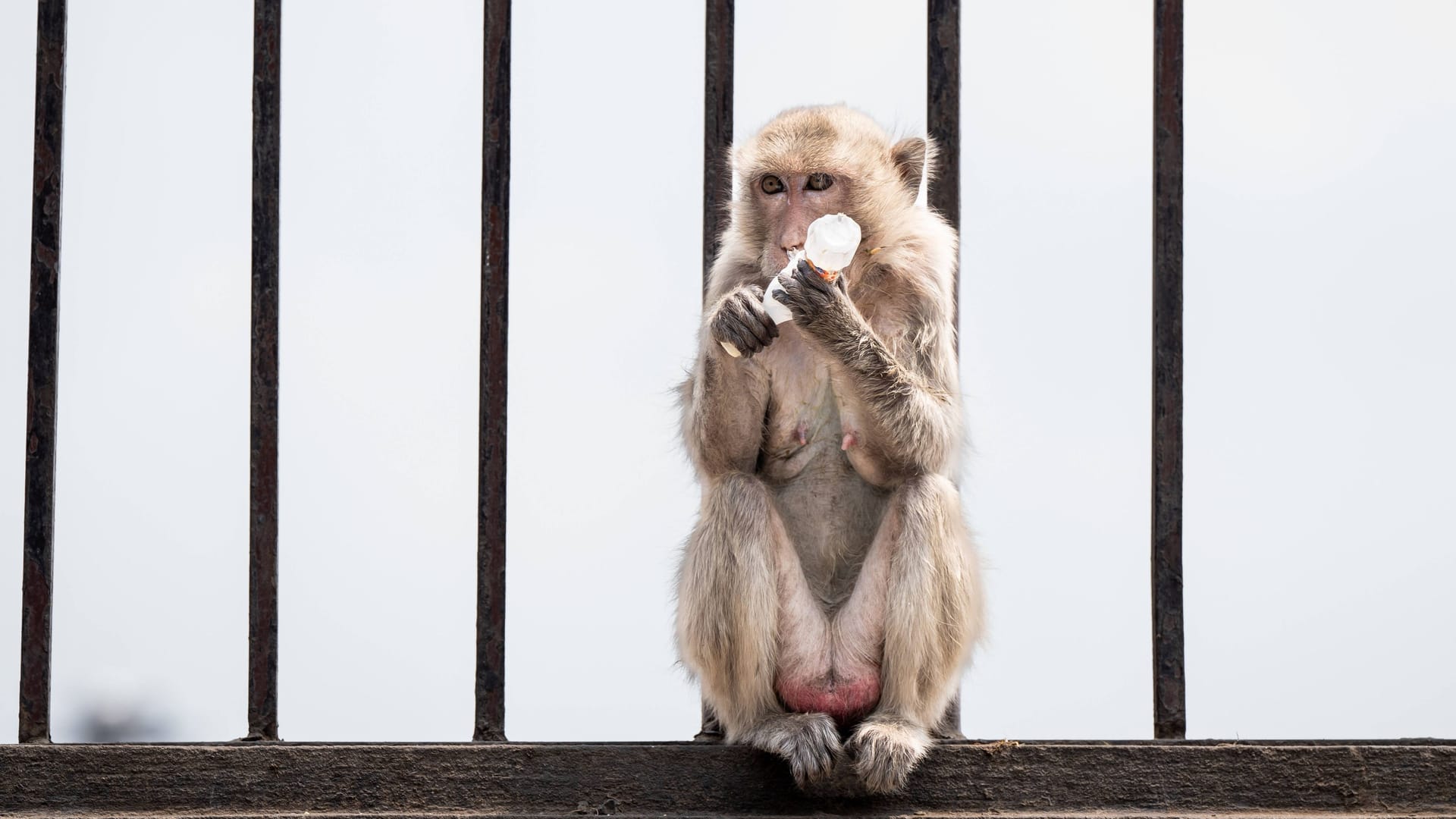Ein Makaken-Affe (Symbolfoto): Laut Bremer Gesundheitsbehörde seien die Tiere "starken" Schmerzen ausgesetzt, Hirnforscher Kreiter spricht von "höchstens mittelgradigen" Belastungen.