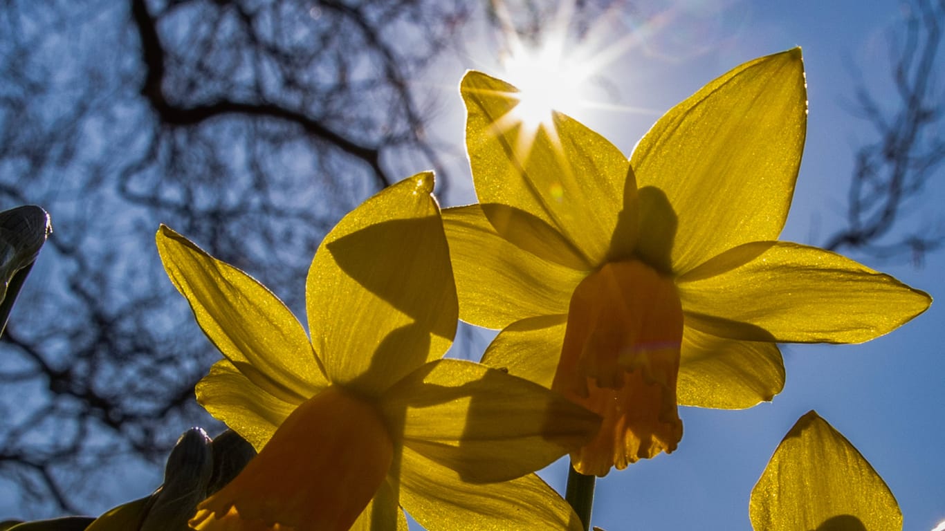 Die Frühlingssonne scheint auf Blumen (Symbolbild): Am Wochenende gibt es noch einmal sommerliche Temperaturen.