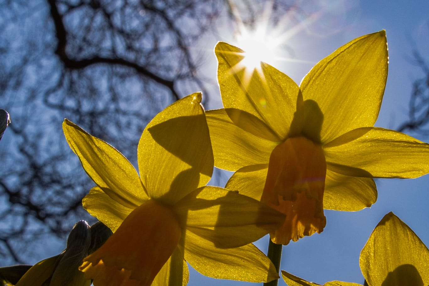 Die Frühlingssonne scheint auf Blumen (Symbolbild): Am Wochenende gibt es noch einmal sommerliche Temperaturen.