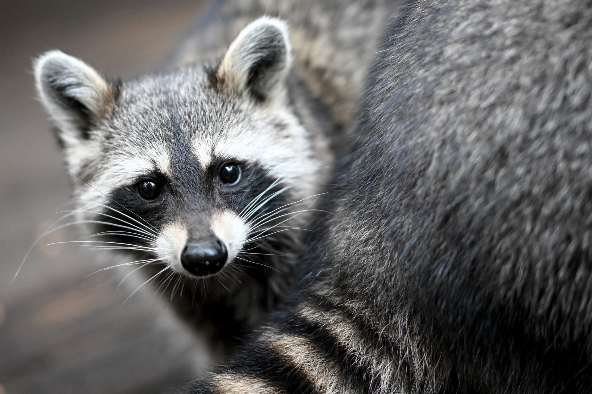 Ein Waschbär sitzt in einem Gehege