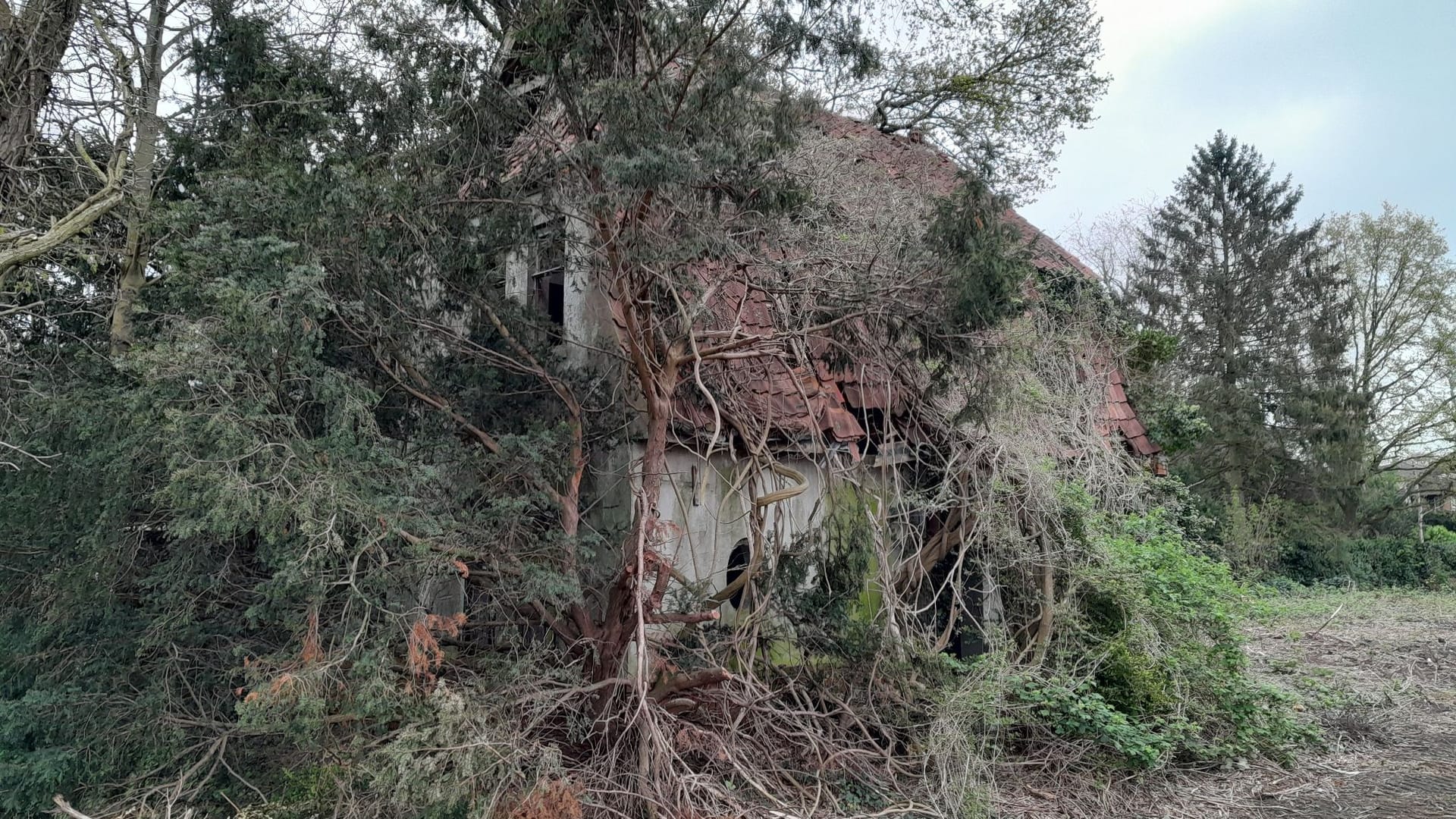 Das Haus steht auf einem völlig verwilderten Grundstück. Das Haus steht auf einem völlig verwilderten Grundstück.