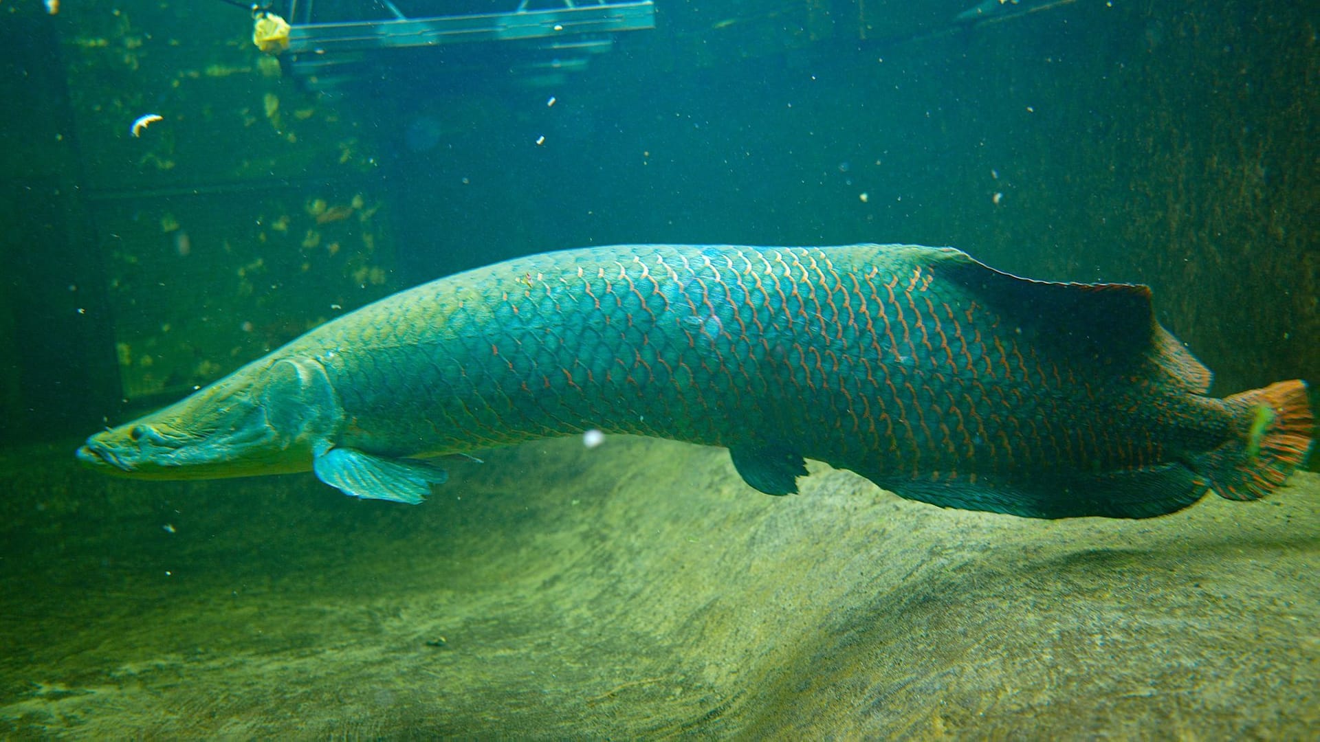 Ankunft Arapaima im Zoo Duisburg