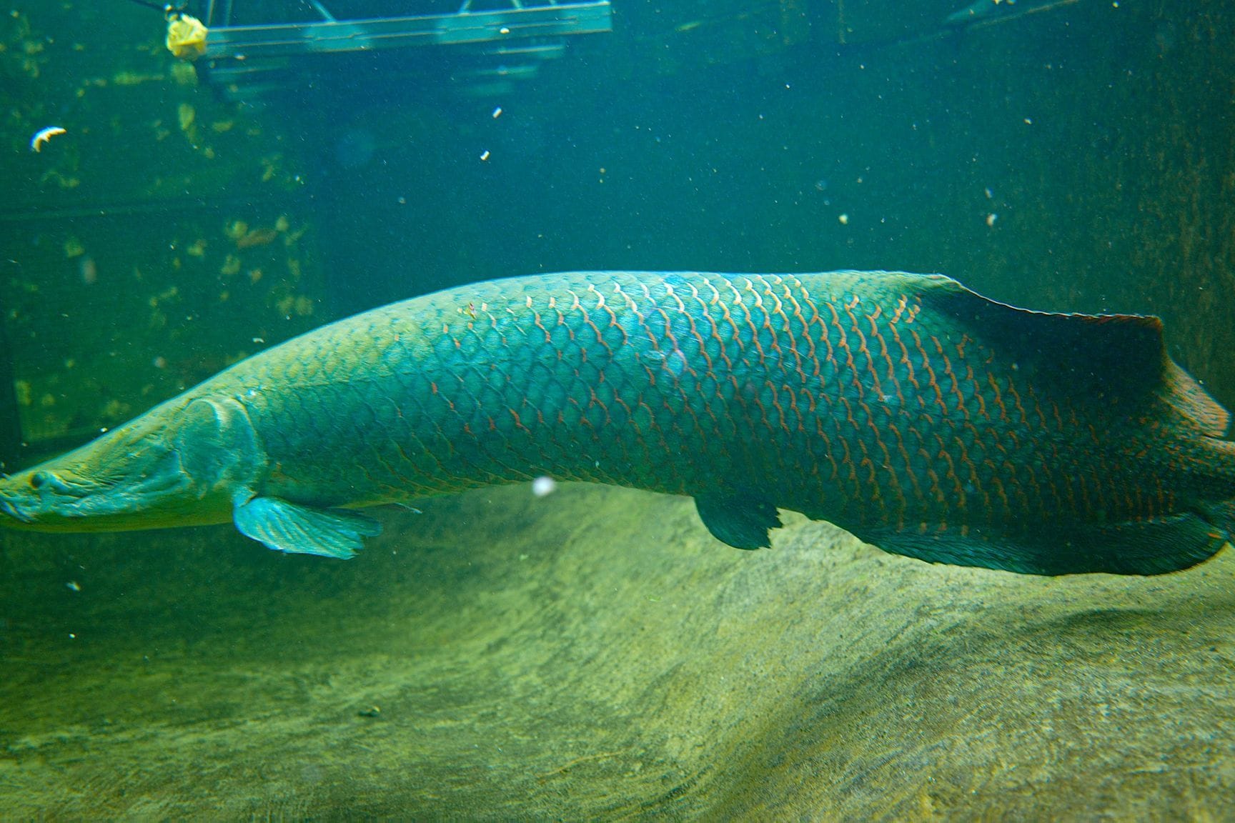 Ankunft Arapaima im Zoo Duisburg