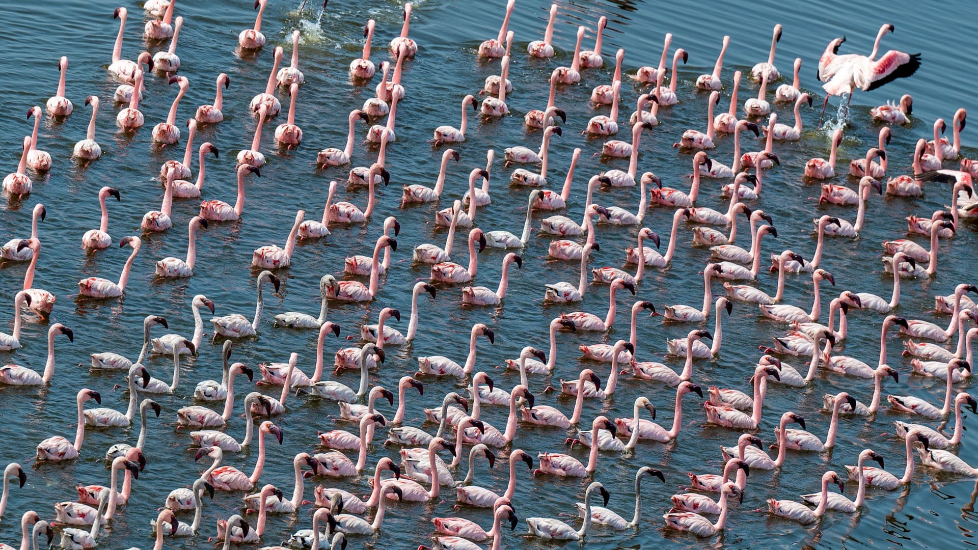 Flamingos in Mumbai (Archivbild): Es ist eine Attraktion für die ganze Region, wenn die Vögel dort ihr Quartier aufschlagen.