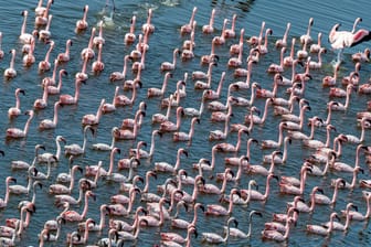 Flamingos in Mumbai (Archivbild): Es ist eine Attraktion für die ganze Region, wenn die Vögel dort ihr Quartier aufschlagen.
