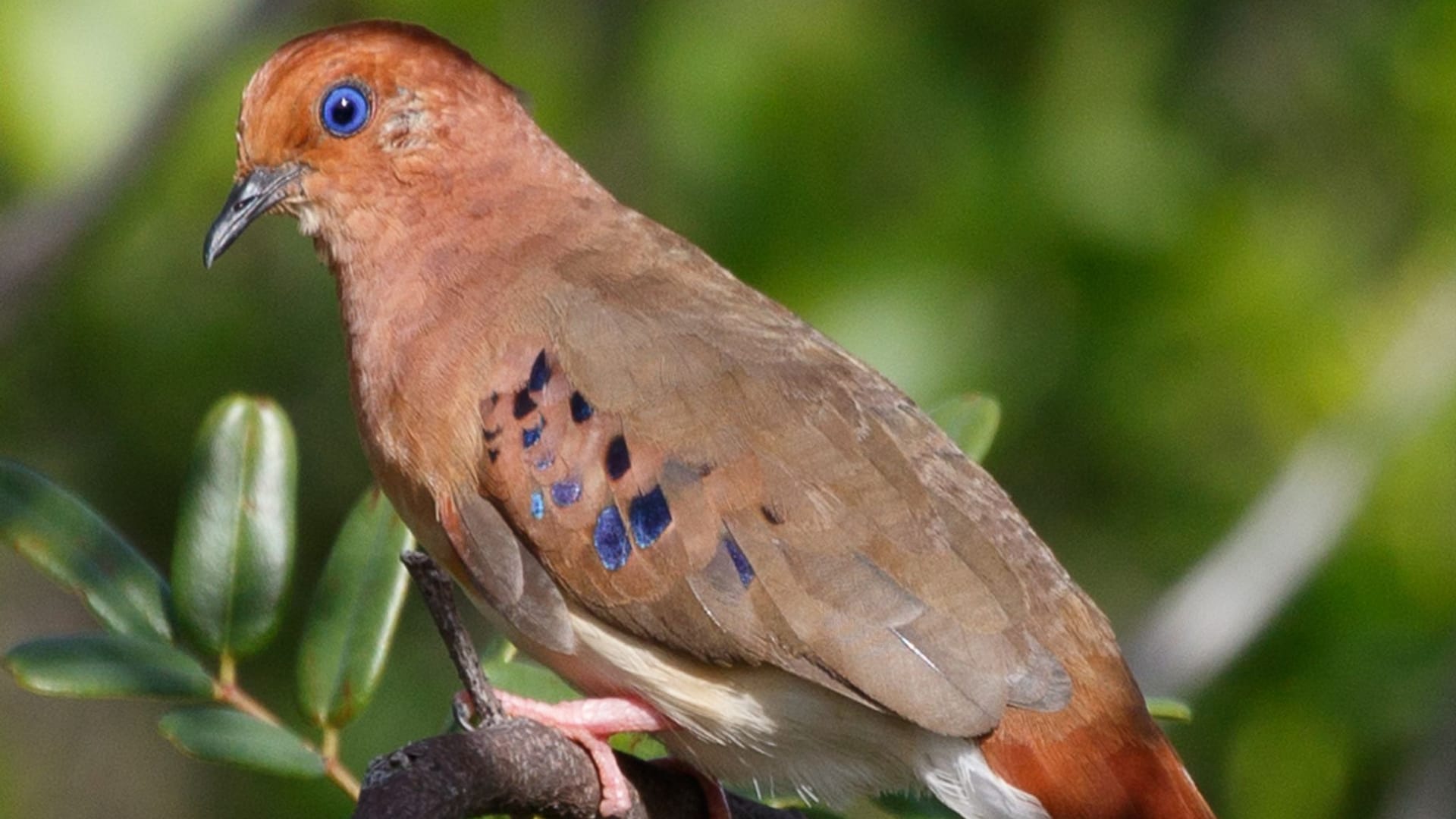 Ein Blauaugentäubchen sitzt auf einem Ast (Archivbild): Es gibt nur noch 15 Vögel dieser Art in freier Wildbahn.