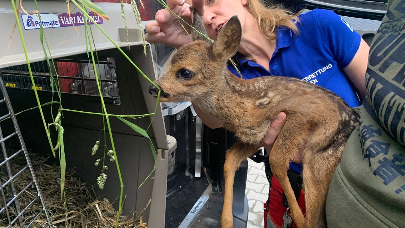 Eines der beiden in Werden entdeckten Kitze wird in eine Transportbox gesetzt: Der Essener Tierrettung bot sich am Sonntagabend ein trauriges Bild.