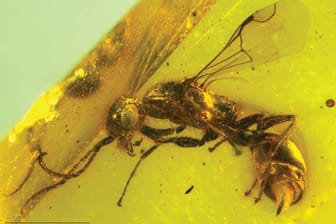 Der Bernstein mit der Urzeit-Wespe: Ähnliche Tiere wurden bereits gefunden, diese waren jedoch "nur" etwa 53 Millionen Jahre alt.