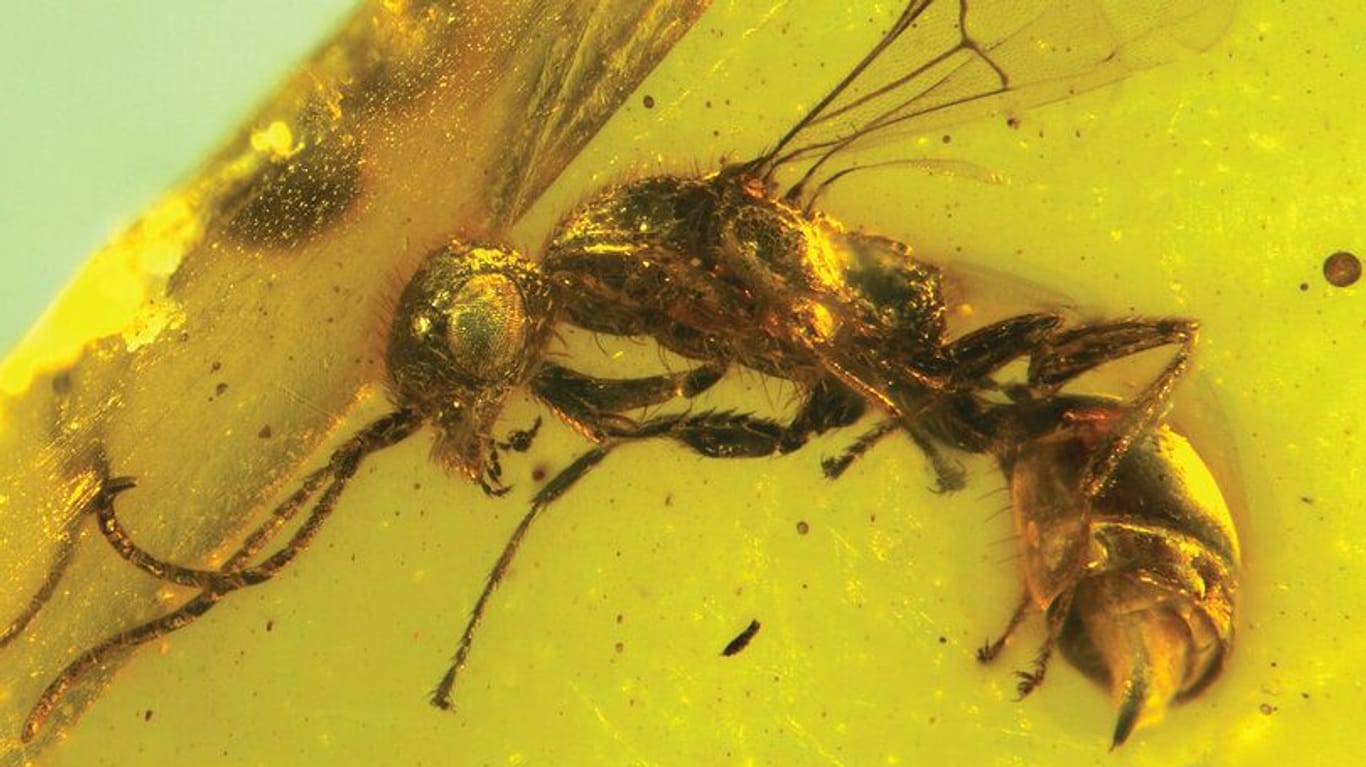 Der Bernstein mit der Urzeit-Wespe: Ähnliche Tiere wurden bereits gefunden, diese waren jedoch "nur" etwa 53 Millionen Jahre alt.