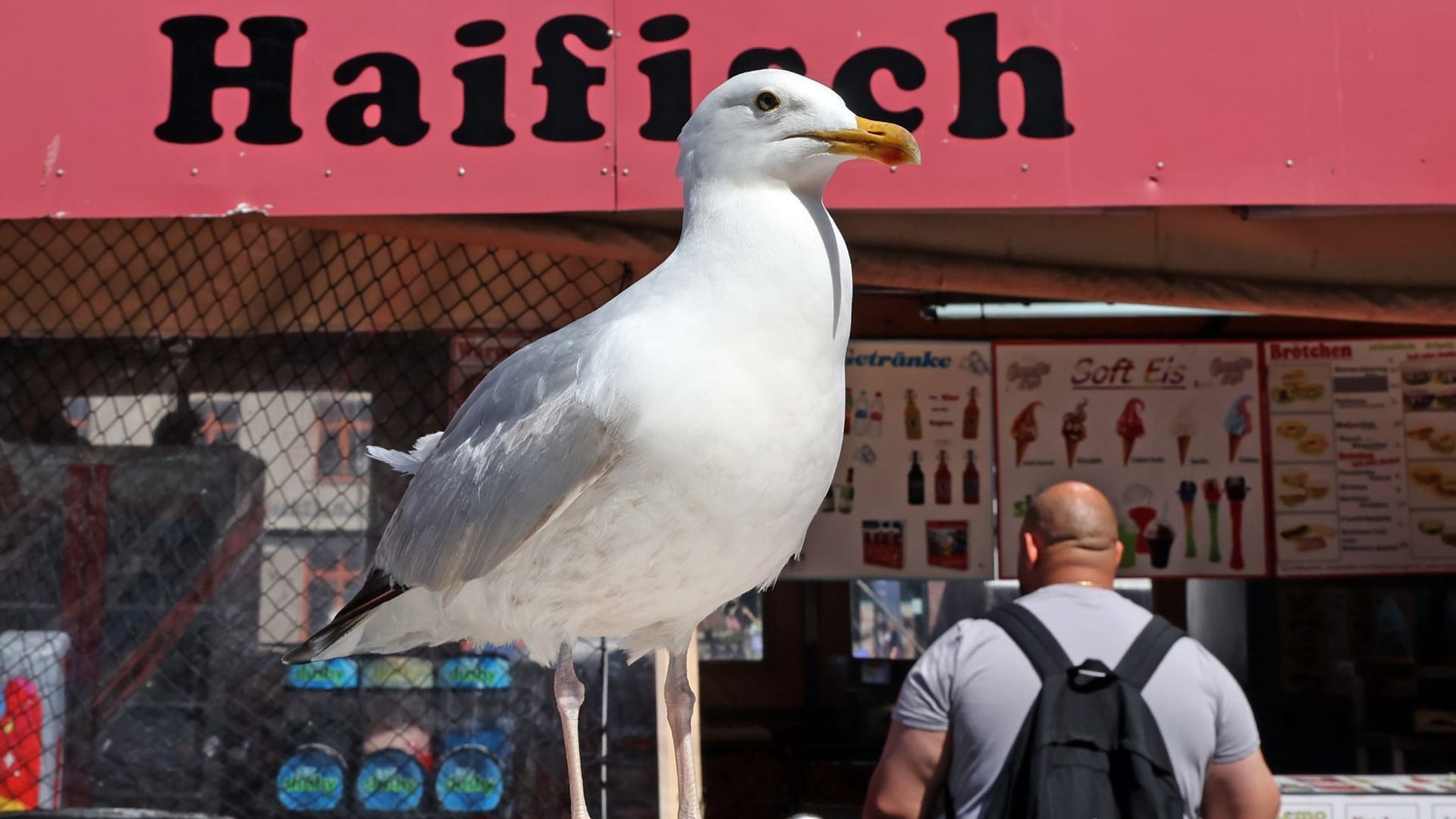 Möwe in Warnemünde