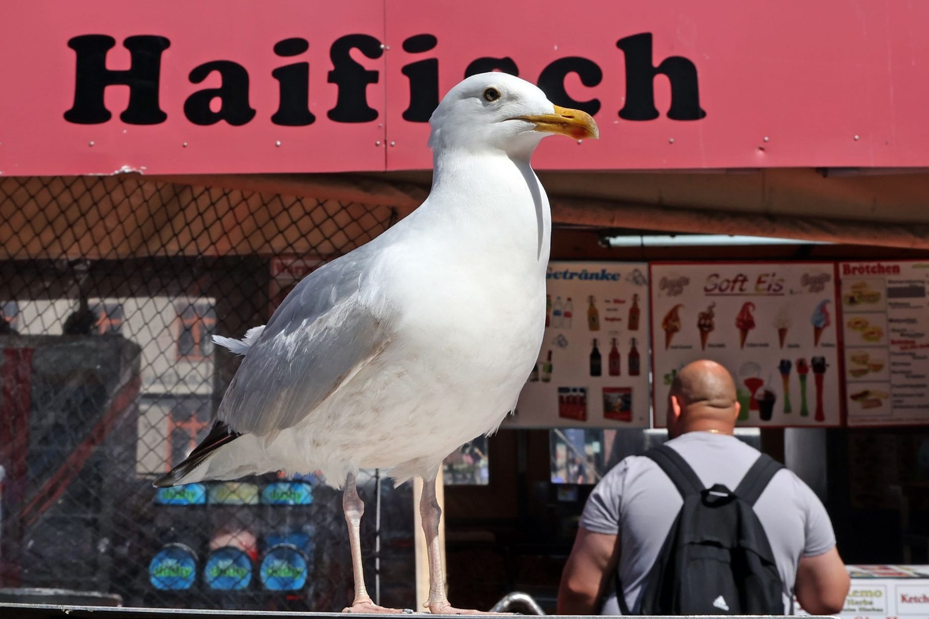 Möwe in Warnemünde