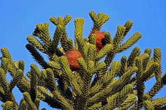 Eine Pflanze mit vielen Namen: Affenbaum, Chilenische Araukarie, Schmucktanne