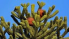 Eine Pflanze mit vielen Namen: Affenbaum, Chilenische Araukarie, Schmucktanne
