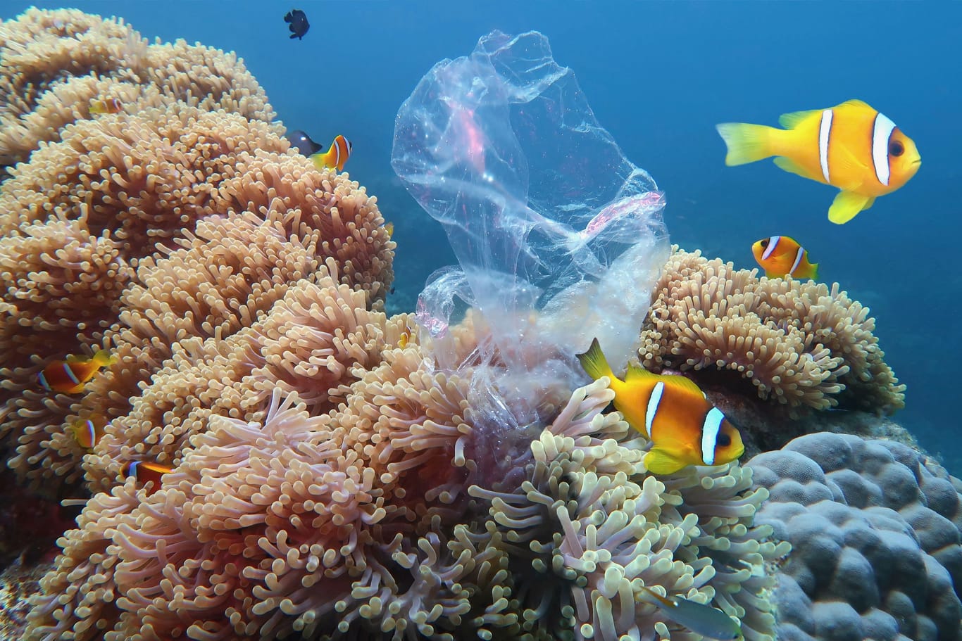 Rettet Nemo: Plastik verschmutzt nicht nur die Lebensräume von Clownfischen, sondern belastet uns alle.
