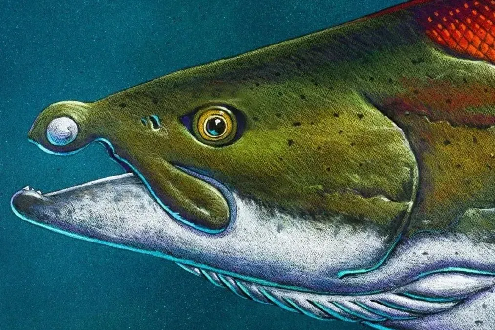 Oncorhynchus rastrosus: So soll der Ur-Lachs ausgesehen haben.