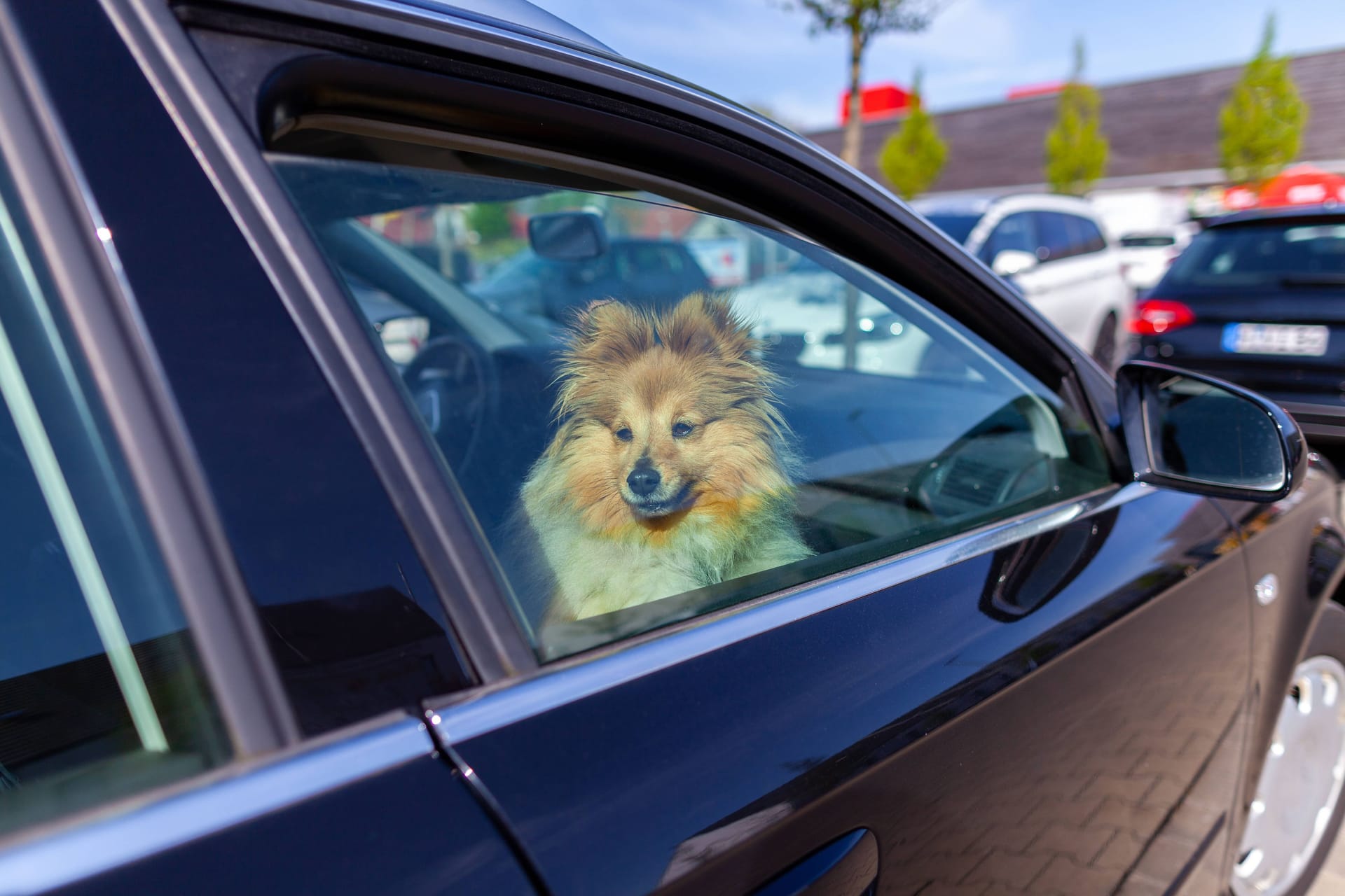 Der Hund saß 30 Minuten lang im überhitzten Auto.