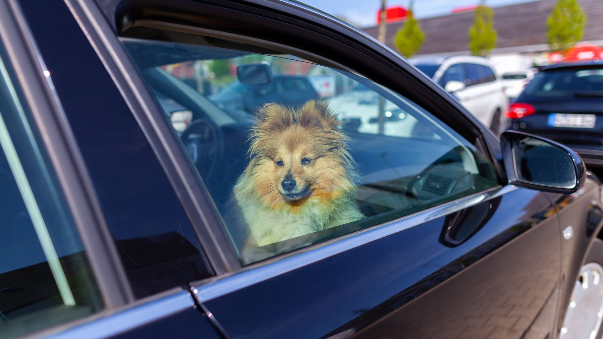 Der Hund saß 30 Minuten lang im überhitzten Auto. Der Hund saß 30 Minuten lang im überhitzten Auto.
