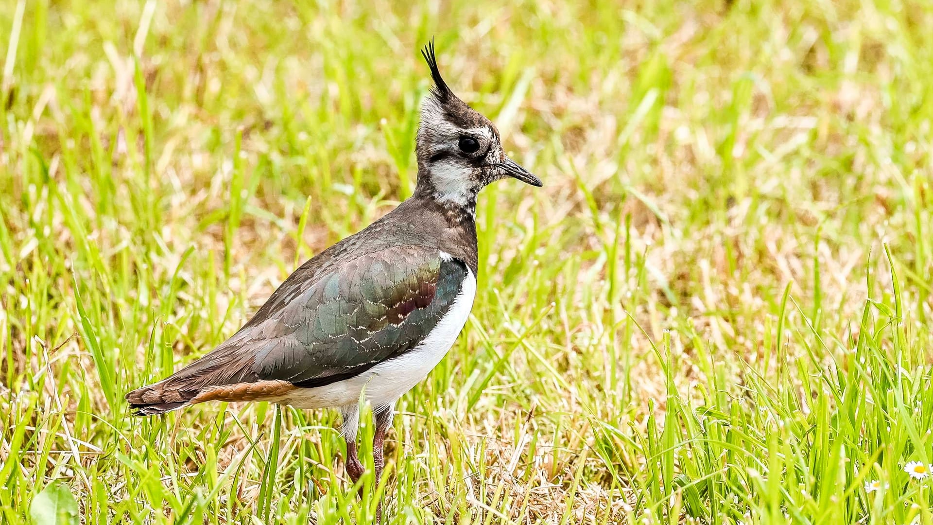 Ein Kiebitz (Archivbild): er Watvogel mit den breiten, paddelförmigen Flügeln ist für seine spektakulären Balzflüge bekannt.