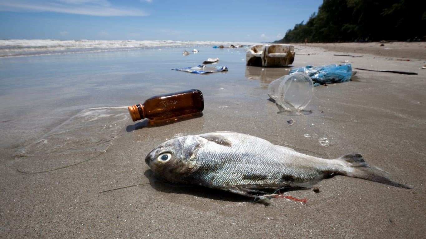 Toter Fisch neben Plastik an einem tropischen Strand (Archivbild): Mit dem Meer stirbt der Mensch.