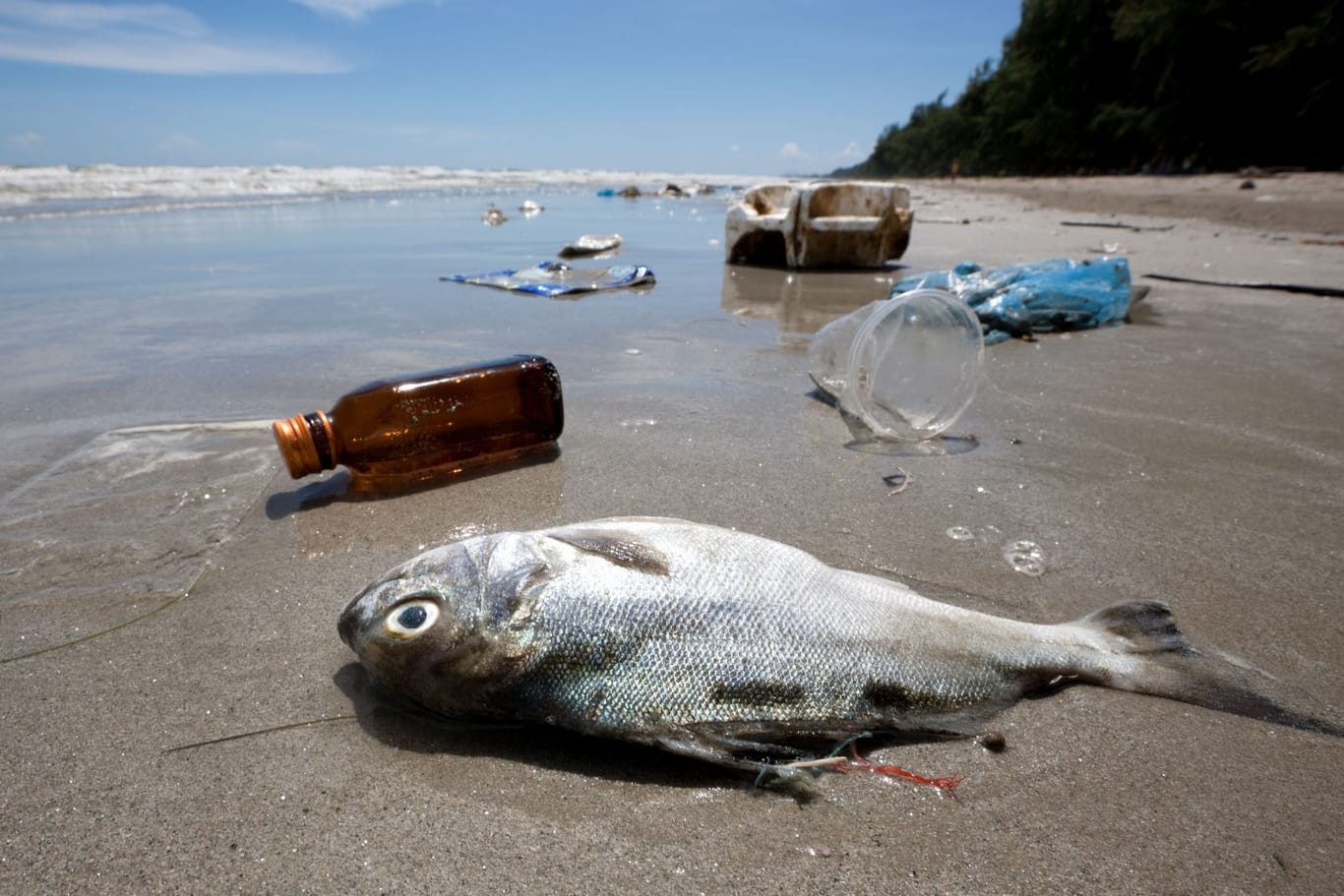 Toter Fisch neben Plastik an einem tropischen Strand (Archivbild): Mit dem Meer stirbt der Mensch.