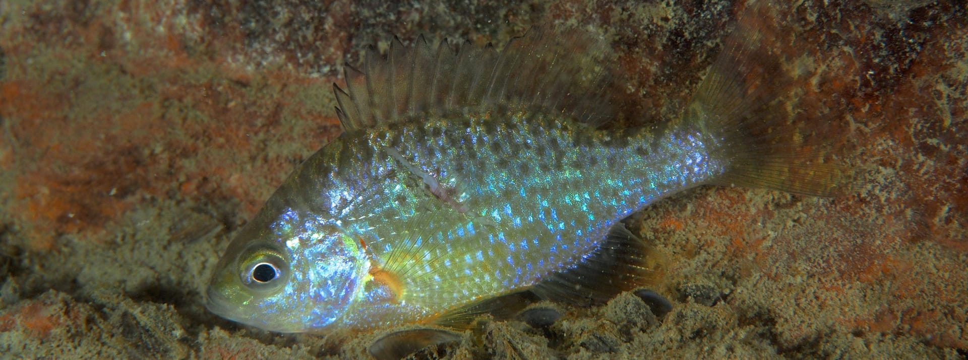 Der Sonnenbarsch (Lepomis gibbosus) macht einheimischen Fischarten Konkurrenz.