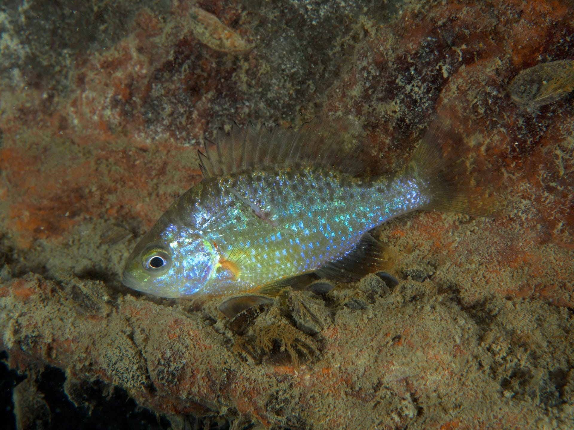 Der Sonnenbarsch (Lepomis gibbosus) macht einheimischen Fischarten Konkurrenz.