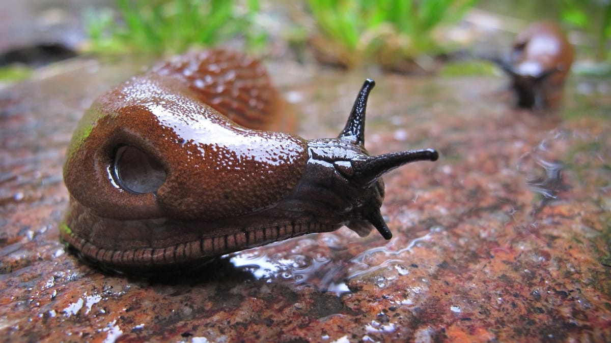 Schädlinge im Garten Spanische Wegschnecke breitet sich in Deutschland aus