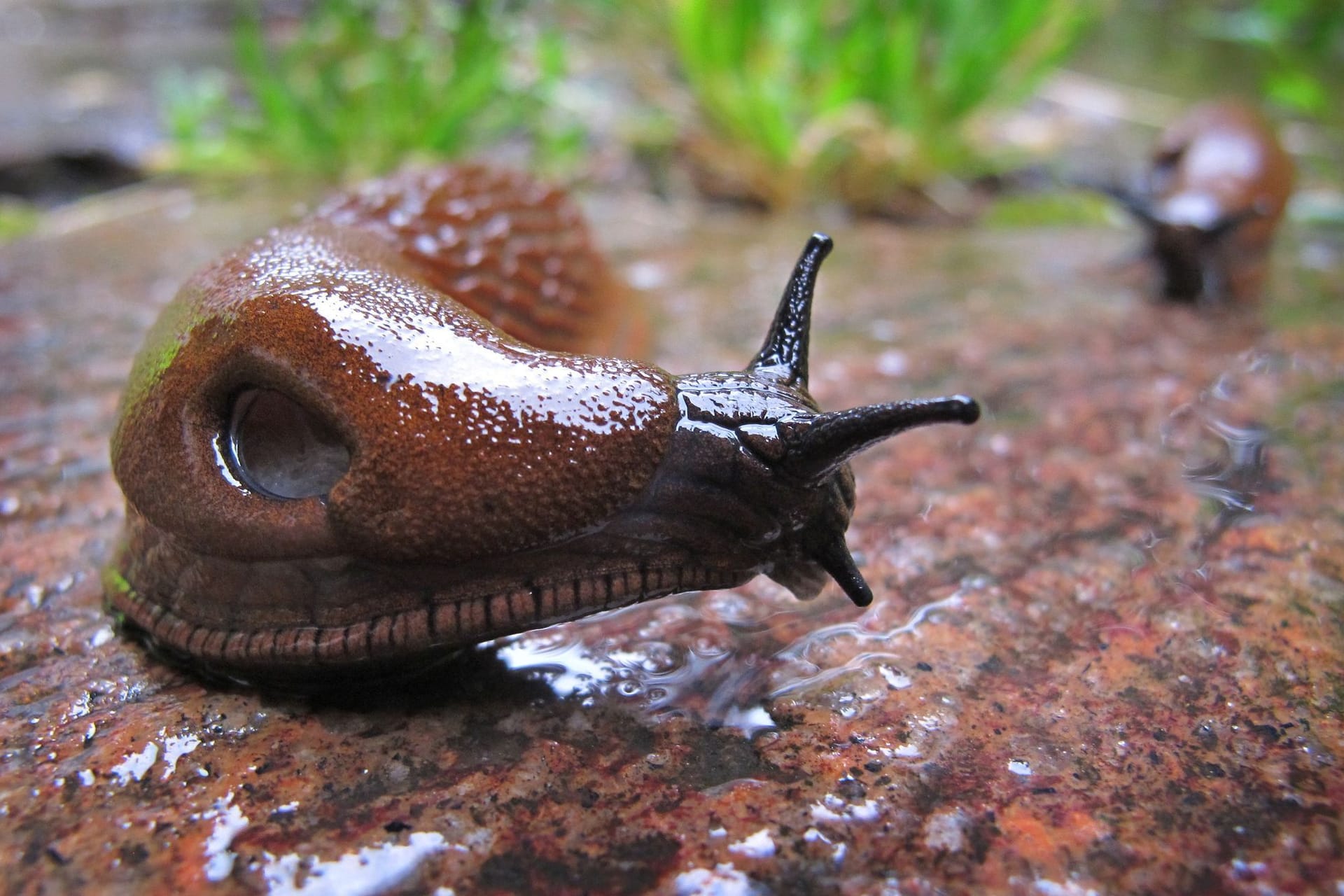 Spanische Wegschnecke