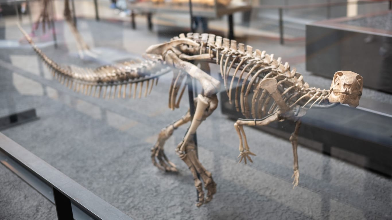 Ein Skelett eines Dysalotosaurus lettowvorbecki im Museum für Naturkunde Berlin (Archivbild): Nur einer von vielen problematischen Tiernamen.