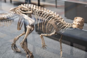 Ein Skelett eines Dysalotosaurus lettowvorbecki im Museum für Naturkunde Berlin (Archivbild): Nur einer von vielen problematischen Tiernamen.