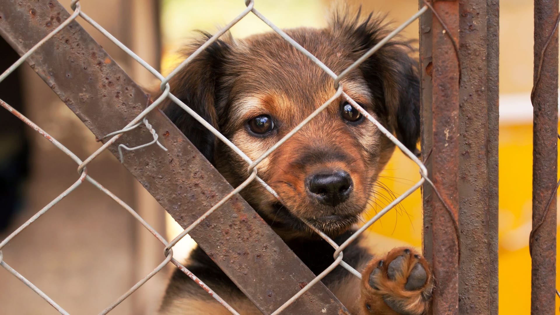 Ein Hund im Tierheim (Symbolbild): Ein Hund starb im Berliner Tierheim, nachdem er fast sein ganzes Leben dort verbracht hatte.